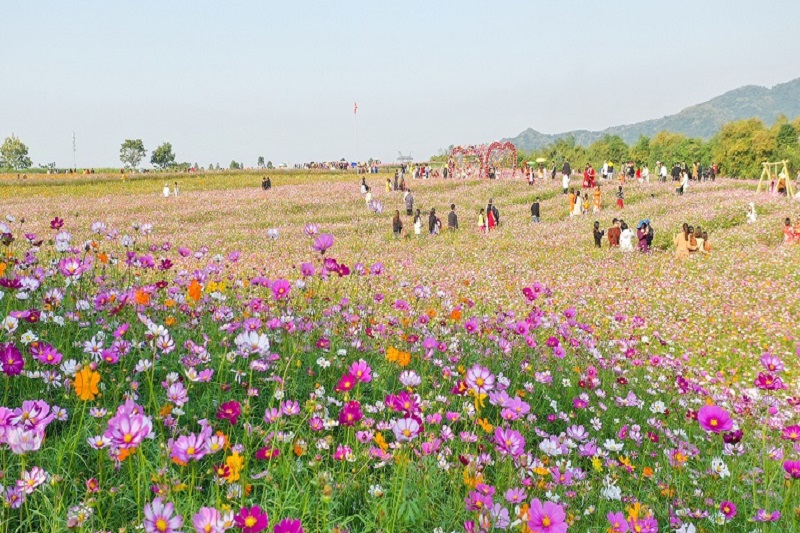 Mời các bạn về thăm đồi hoa xuân Thái Hòa tỉnh Nghệ An
